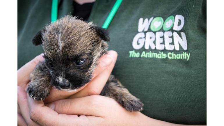 the wood green animal charity